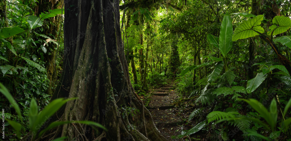 Tropical rain forest with trees
