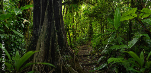 Tropical rain forest with trees © quickshooting