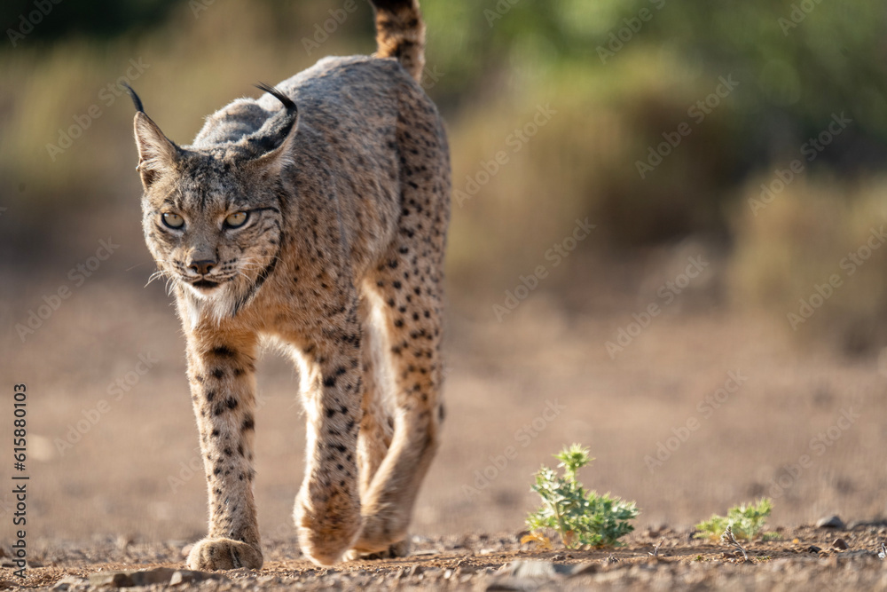 Obraz premium Iberian male pardinus Lynx walking in the forest