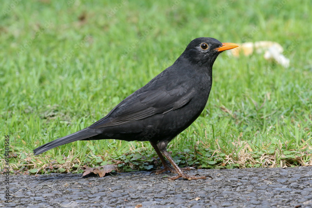 Birds of New Zealand: Eurasian Blackbird Birds of New Zealand: Eurasian Blackbird