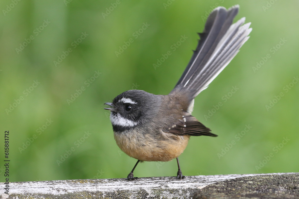 Naklejka premium Fantail of New Zealand