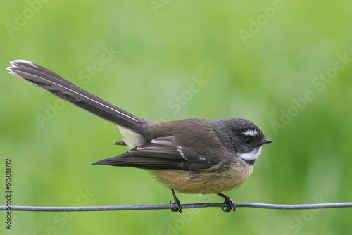 New Zealand Fantail, a delightful small passerine