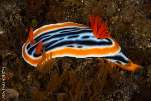 A vibrant nudibranch, Chromodoris magnifica, crawls slowly across a shallow coral reef in Komodo National Park, Indonesia. Nudibranchs are colorful as a warning to predators that they are toxic.