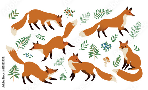 Fototapeta Naklejka Na Ścianę i Meble -  Fox animal watercolor illustration set. Wild cute fox sit and stand elements. Forest animal and herb collection. Red foxes and forest natural floral elements set