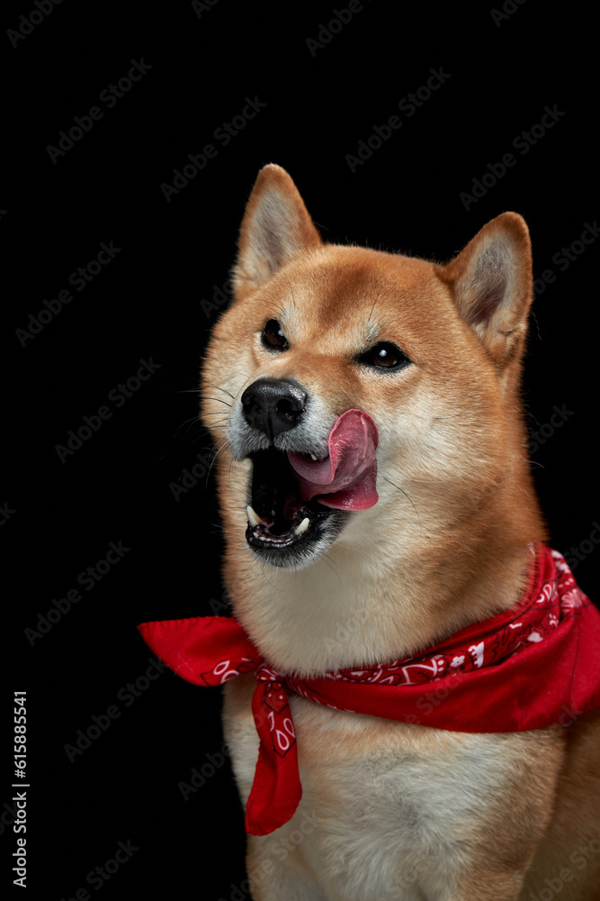 dog in red bandana. Scarf around the neck. Charming Shiba Inu on a black background. Pet in the studio dog in red bandana. Scarf around the neck. Charming Shiba Inu on a black background. Pet in the studio