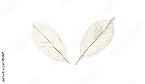 white transparent leaf isolated on white background