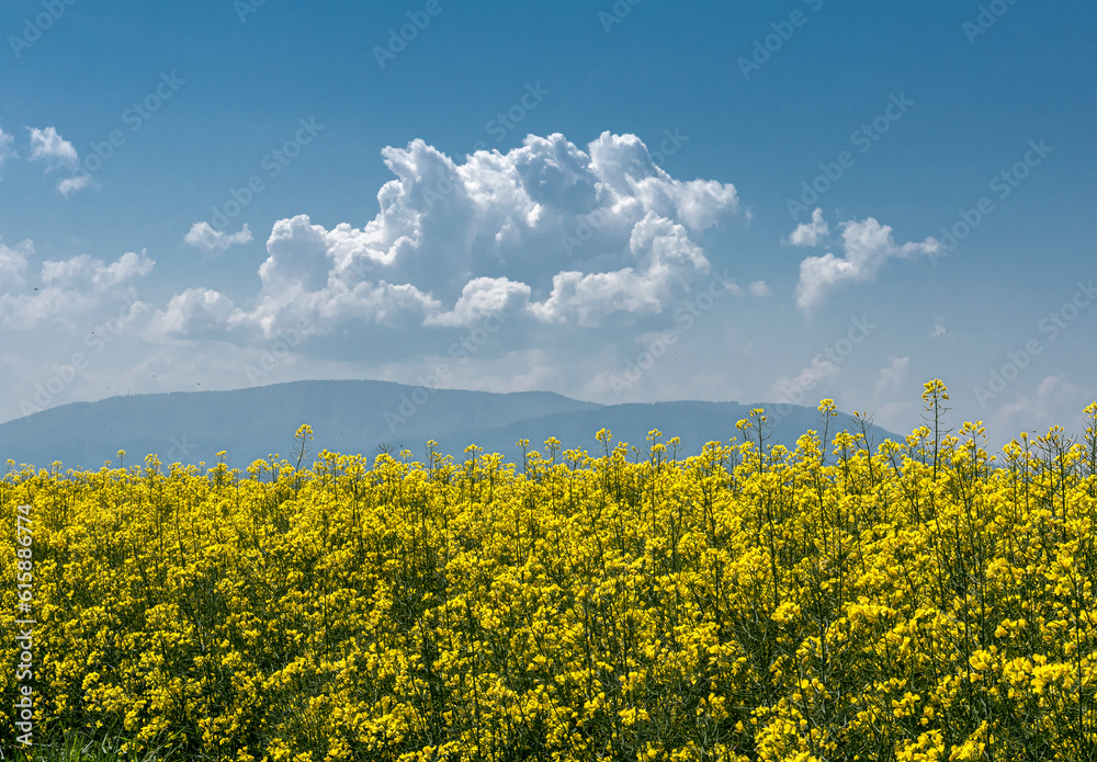 Fields of rapeseed blooming yellow under a blue sky with white clouds