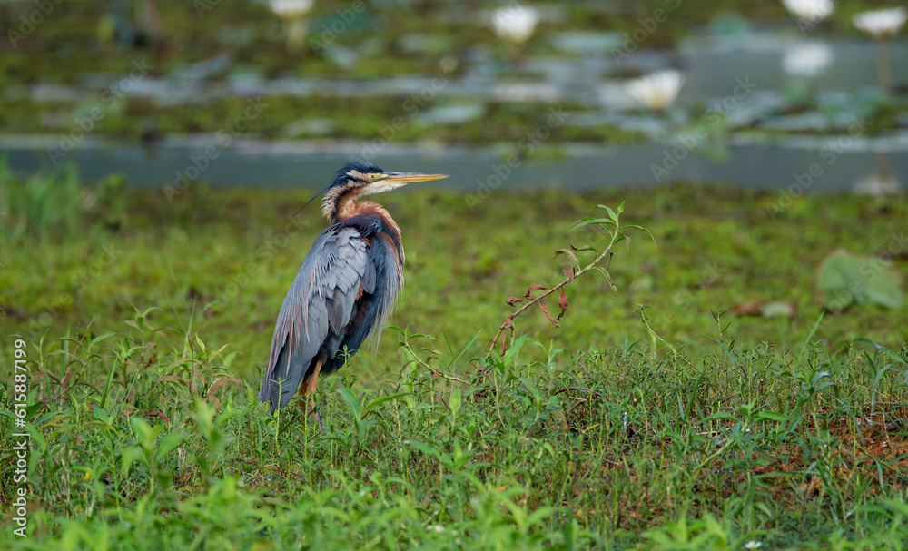 A purple heron bird looking out to the surroundings before taking off