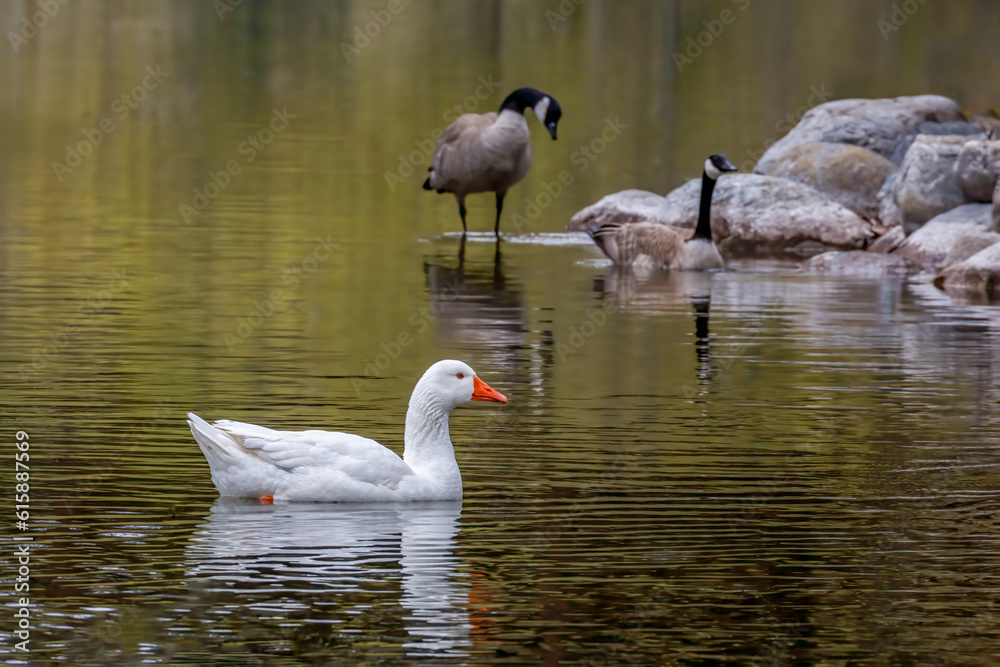 white goose swimming in a peaceful and colorful pond white goose swimming in a peaceful and colorful pond
