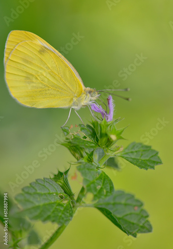 Macro Sulphur Phoebis Agarithe Butterfly photo