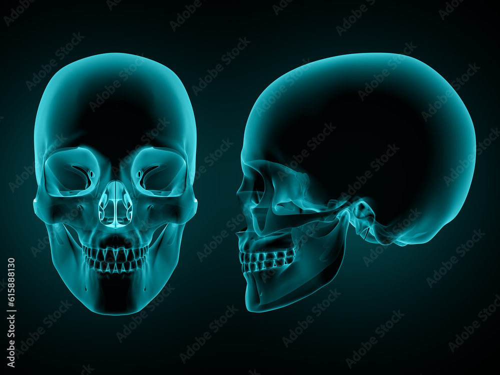 3D render of a front and side view of a skull 3D render of a front and side view of a skull
