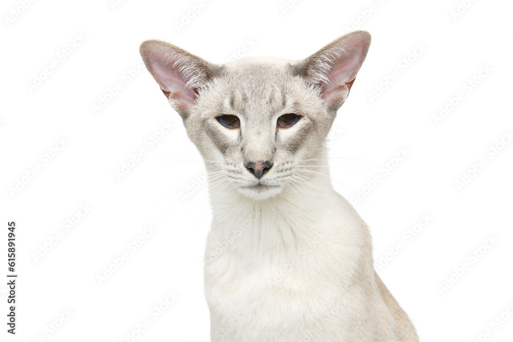 Beautiful oriental siam cat isolated on white background. Copy space. Beautiful oriental siam cat isolated on white background. Copy space.