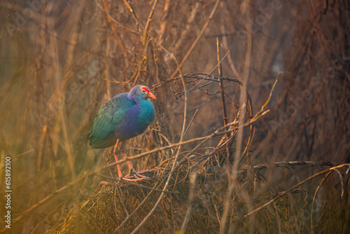 Foto A Swamphen resting