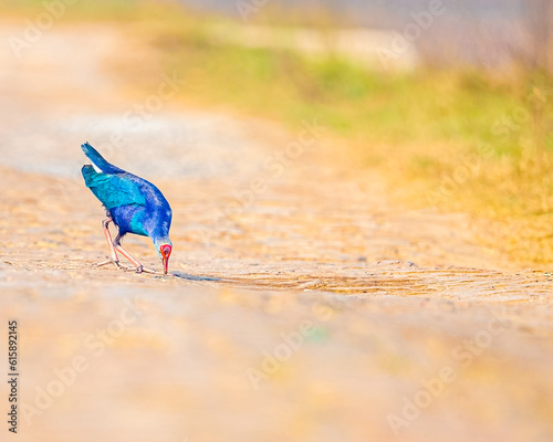 Foto A purple swamphen picking food