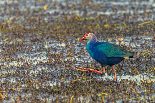 Foto A Purple Swamphen roaming