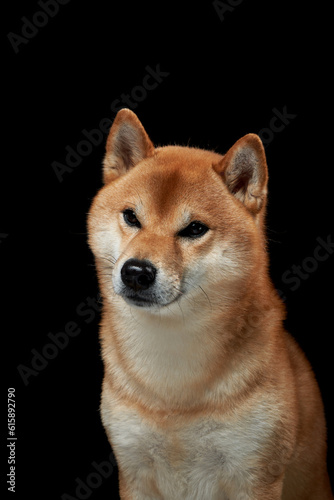 dog on a black background. Attentive pet. Beautiful shiba inu in the studio