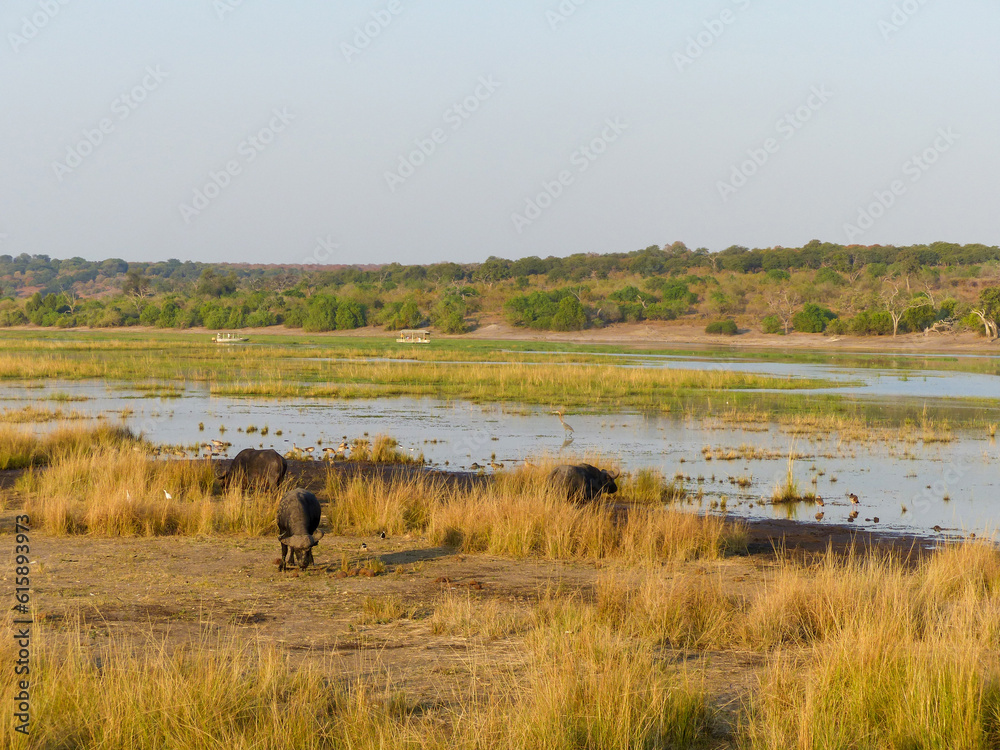 African herd of Cape buffalo (Kaffernbüffel, Syncerus caffer) Landscape in Chobe National Park on Sedudu Island in Namibia Africa African herd of Cape buffalo (Kaffernbüffel, Syncerus caffer) Landscape in Chobe National Park on Sedudu Island in Namibia Africa