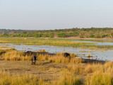 African herd of Cape buffalo (Kaffernbüffel, Syncerus caffer) Landscape in Chobe National Park on Sedudu Island in Namibia Africa