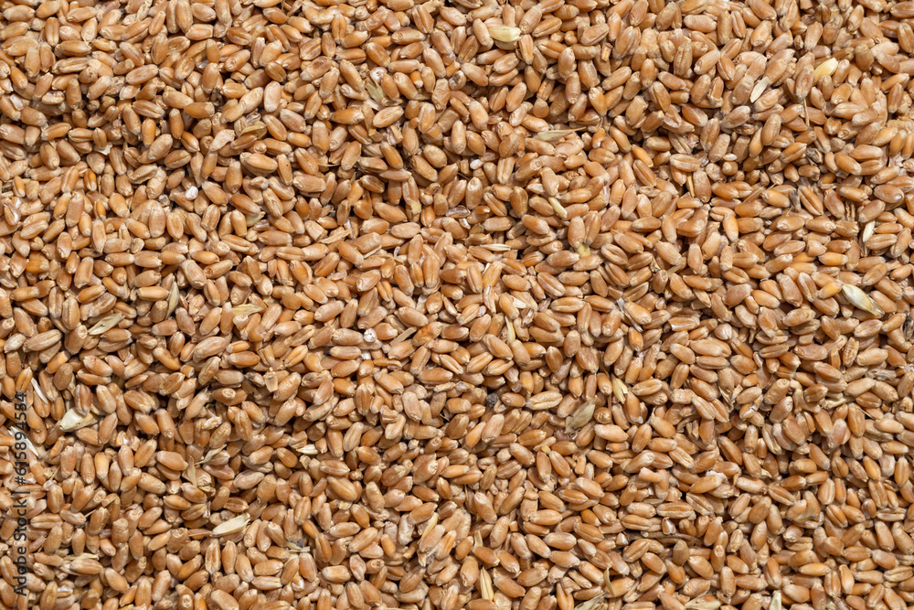 Background from grains of wheat. Texture for background, heap of wheat grains close up Background from grains of wheat. Texture for background, heap of wheat grains close up