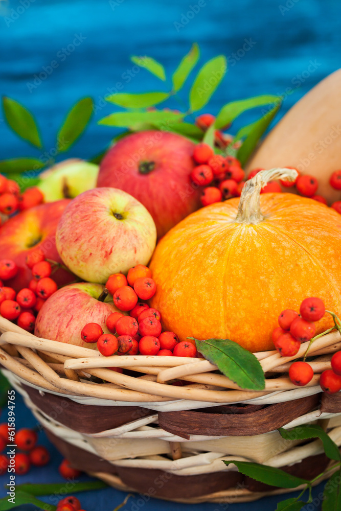 Autumnal still life with pumpkins, apples and rowanberry in a basket on blue wooden background