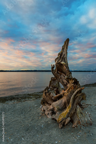 Natural driftwood sculpture on sandy beach in Birch Bay State Park in Washington state during sunset