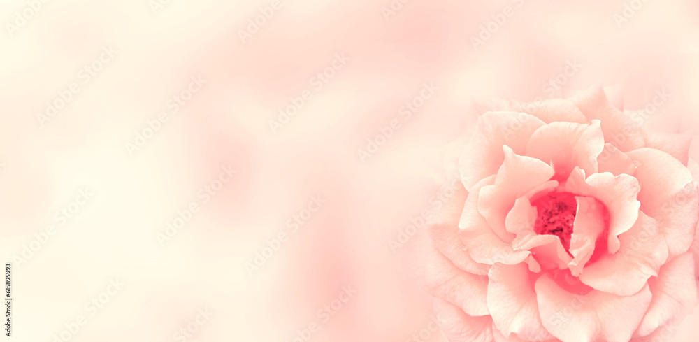 Blurred background with rose of pink color. Copy space for your text