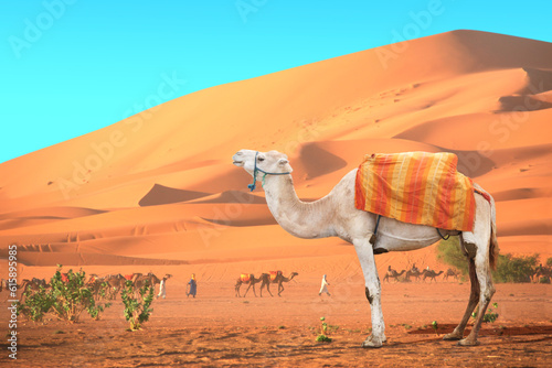 Caravan of camels in Sahara desert, Morocco. One white camel,  drivers-berbers with dromedary and sand dunes on blue sky background
