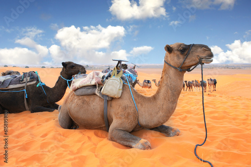Camels in Sahara desert, Morocco. Two camels dromedary resting lying on the sand. On blue sky background