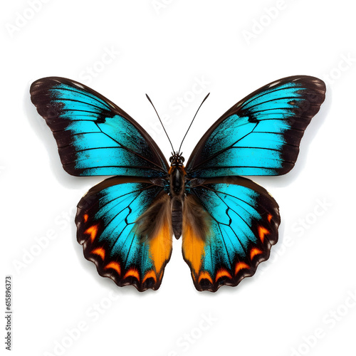 Blue orange Butterfly  top view  isolated on white