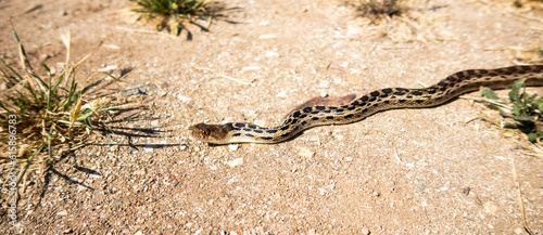 A Gopher Snake Thermoregulating in the sun. photo