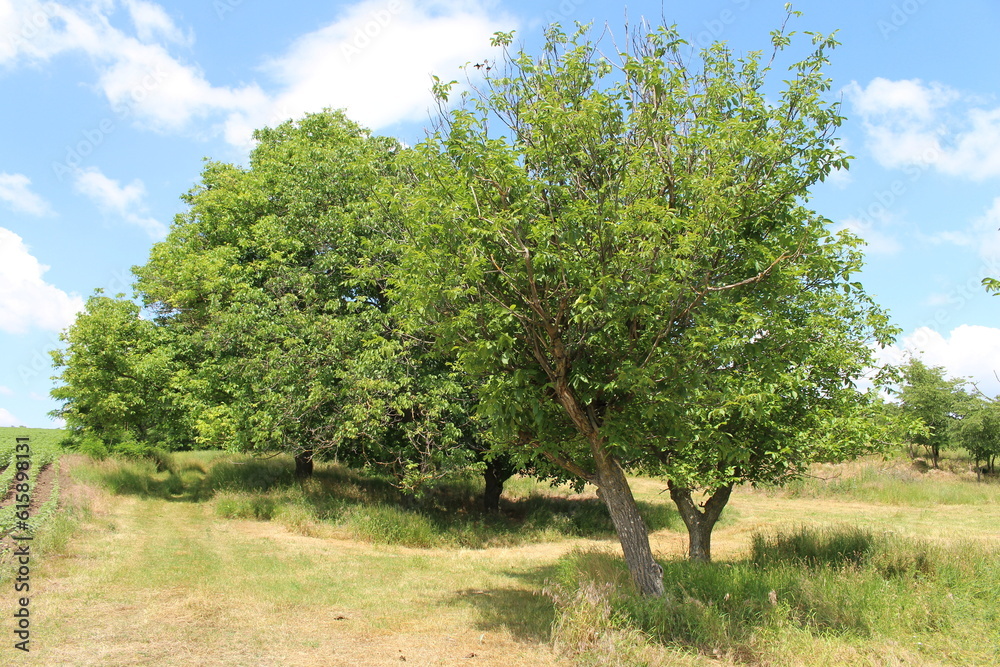Fototapeta premium A tree in a field