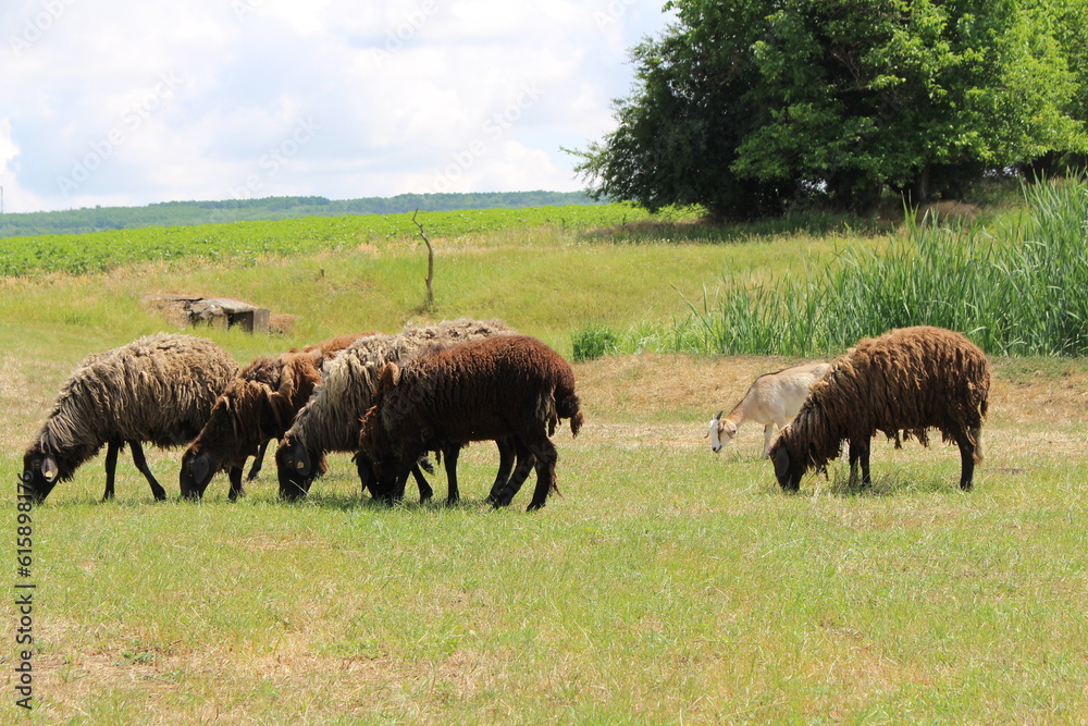 A herd of sheep grazing A herd of sheep grazing