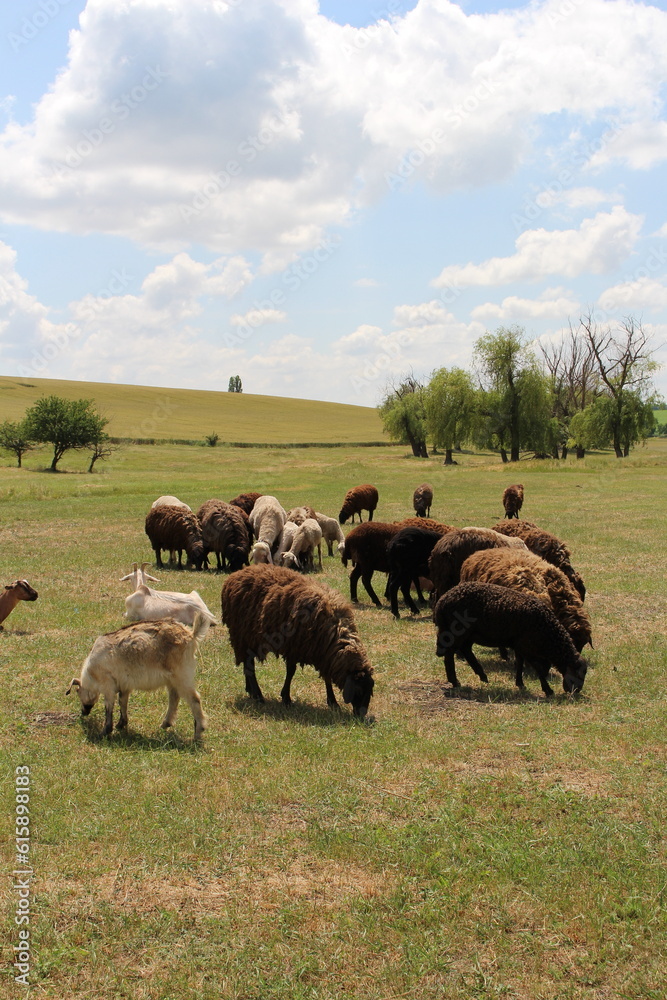 A herd of sheep grazing on a field