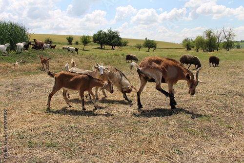 A group of animals stand in a field