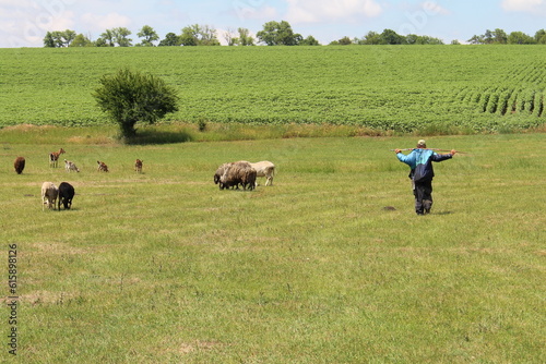 A person running in a field with a herd of cattle