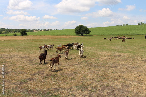 A group of animals in a field