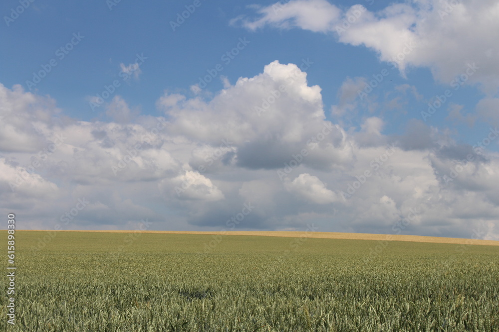 A large green field A large green field
