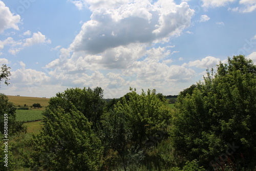 A group of trees in a field