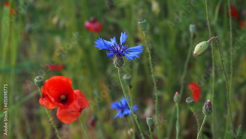 red poppies flowers and cornflowers in green field in summer 
