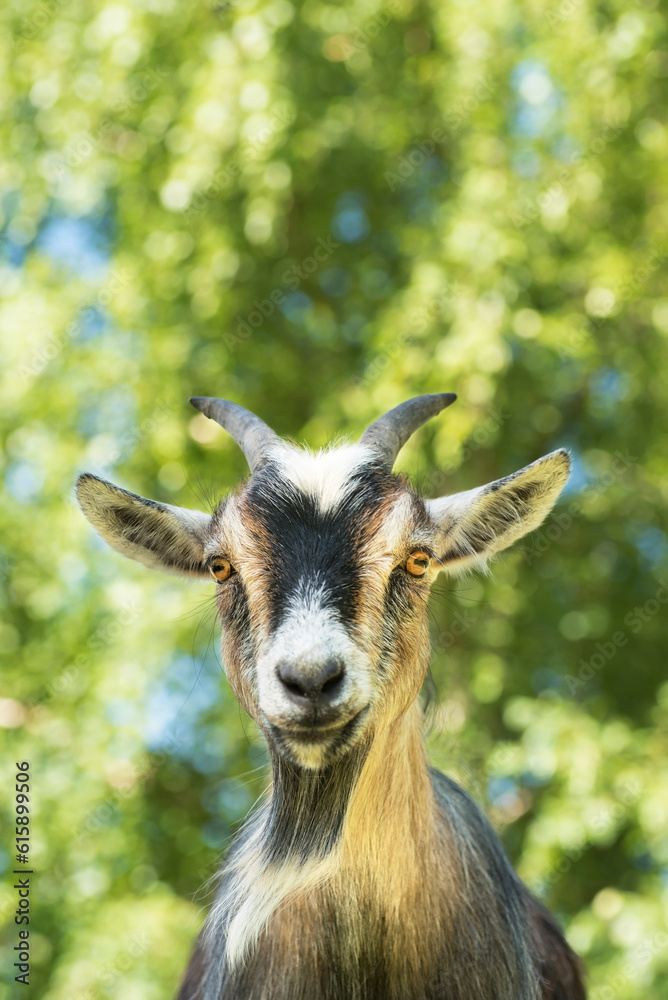 Portrait of an African dwarf goat looking into the camera. Portrait of an African dwarf goat looking into the camera.