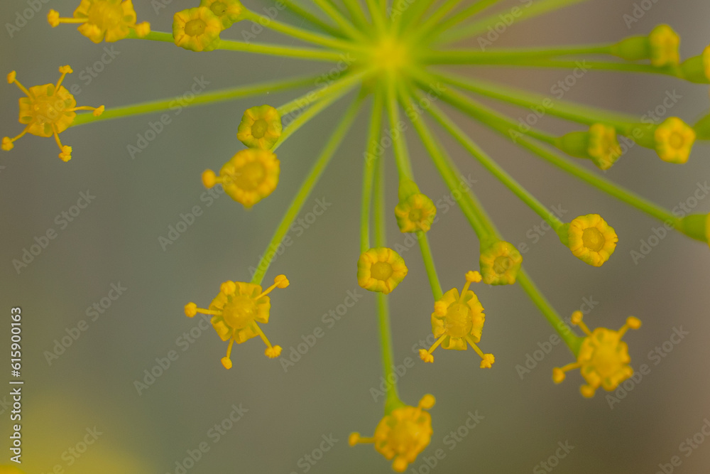 Obraz premium Dill flower in yellow color. Greenhouse plant with yellow flowers. Dill seasoning for food. Soft selective focus