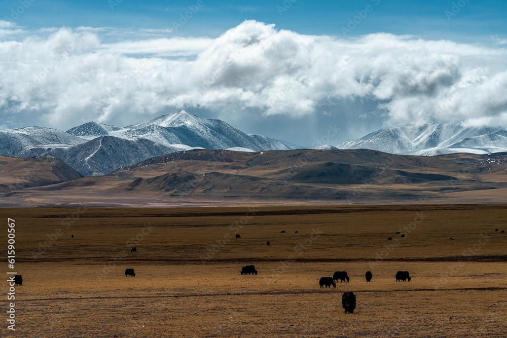 Obraz premium landscape with horses