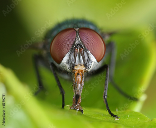 Fly with red compound eyes frontal close-up macro