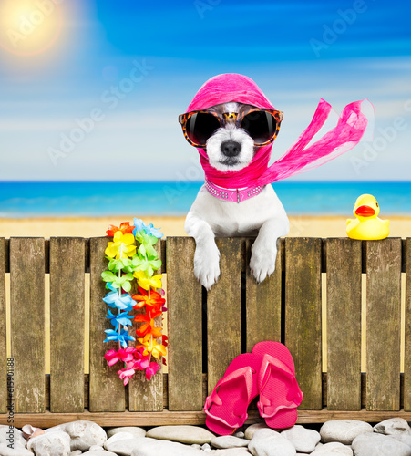 Fototapeta Naklejka Na Ścianę i Meble -  terrier dog resting and relaxing on a wall or fence at the  beach  ocean shore, on summer vacation holidays, wearing sunglasses