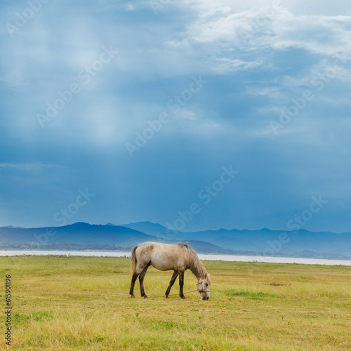 Horse eating grass on a green pasture with the ray of light and blue sky. White horse with beam light. agriculture concept.