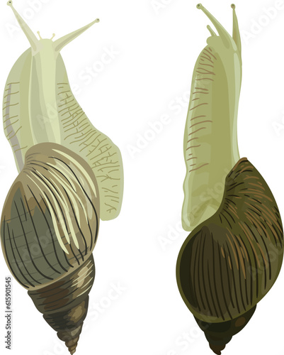 Giant African land snail (Lissachatina fulica) isolated on white background. View from above and side view