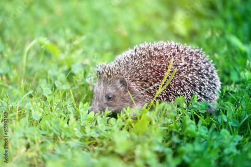 Photo of a little funny hedgehog in green grass