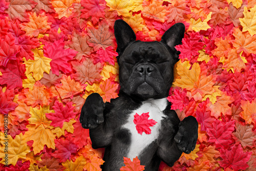 french bulldog dog , lying on the ground full of fall autumn leaves, sleeping a siesta and lying on the back torso