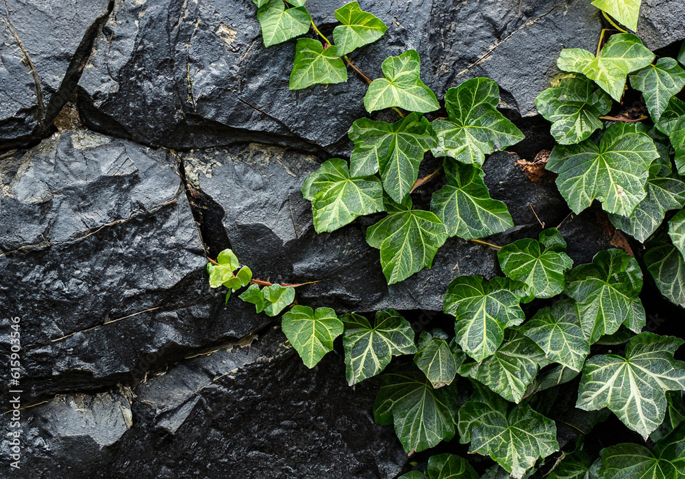 Seamless illustration of stone natural pattern as natural texture of masonry with leaves ivy of plant. Generative AI. Seamless illustration of stone natural pattern as natural texture of masonry with leaves ivy of plant. Generative AI.