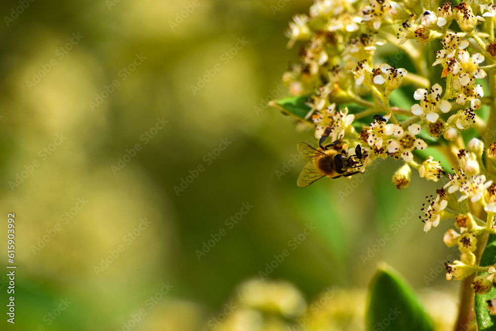 Nature's Serenade: A Delicate Dance of a Bee Embracing the Elegance of a Pure White Flower, Celebrating the Art of Pollination Nature's Serenade: A Delicate Dance of a Bee Embracing the Elegance of a Pure White Flower, Celebrating the Art of Pollination